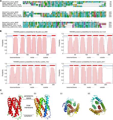 Integrated Proteomic and Transcriptomic Analyses Reveal the Roles of Brucella Homolog of BAX Inhibitor 1 in Cell Division and Membrane Homeostasis of Brucella suis S2